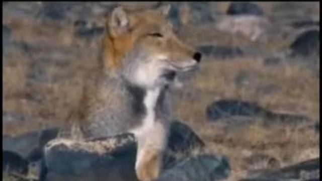 лисы снюсоеды смотреть онлайн