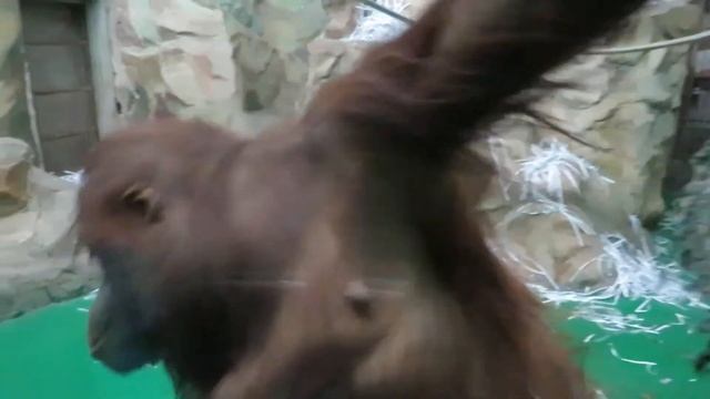 Орангутаны наконец-то спустились вниз 02.01.2020