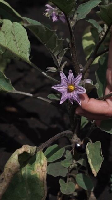 Как увеличить урожай перца, томатов и баклажан 🍅 смотреть онлайн