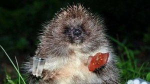 Ежи смеются!