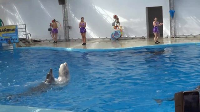 Дельфины и белый кит Анапского дельфинария (11.07.19) смотреть онлайн