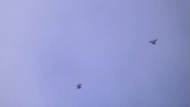 Высоколетные голуби Донецка 22.05.2017г смотреть онлайн