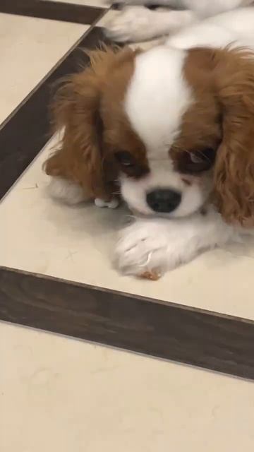 Щенок Барни ест вкусняшку смотреть онлайн