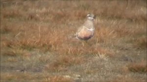 Eurasian Dotterel   Charadrius morinellus