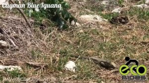 Young Indigenous Cayman Blue Iguana in the wild