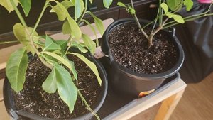 Голубика обзор саженцев