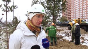 Посадка деревьев, ЖК Еврокласс 10.12 10.12.2024