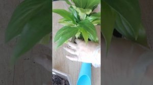 Спатифиллум Шопен (мини). Пересадка на фитиль. 2024 г.