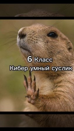 какой ты суслик по классу#суслик#какойтысусликпоклассу