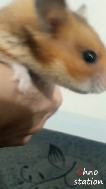 completely tamed hamstershorts