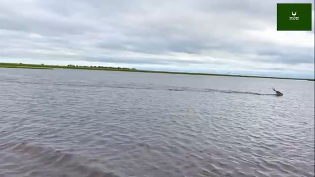 Погоня крокодила за антилопой: кто кого?
Отблагодарить
4276 3800 4614 2027
СБЕР
#крокодил #антилопа