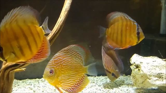 Diskus Aquarium Nr 39 смотреть онлайн