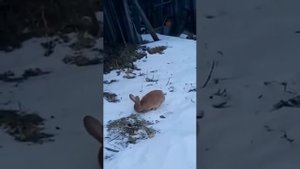 Пытаемся приручить дикого зайчика