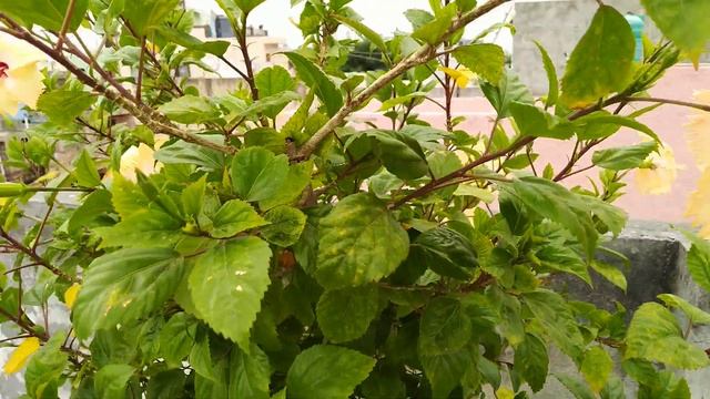 Peach Red White Hibiscus (पीच रेड व्हाइट गुड़हल) смотреть онлайн