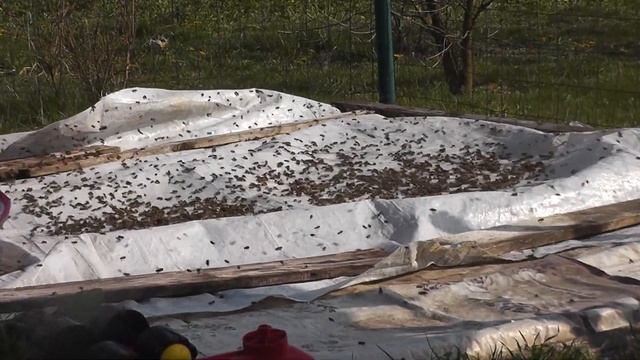 RÓJ PSZCZÓŁ. A SWARM OF BEES смотреть онлайн