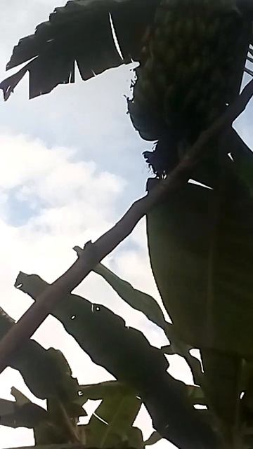 lulo cafe banano en bochica;** смотреть онлайн