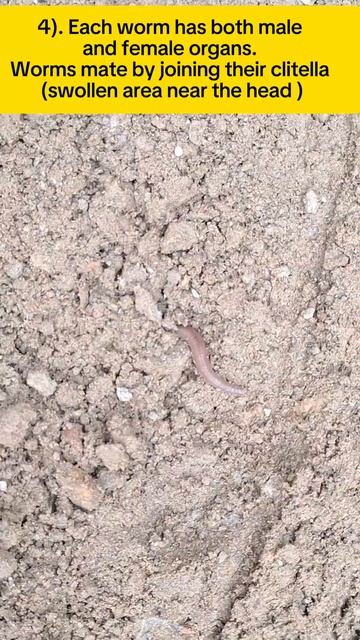 7 Interesting Facts about Earth Worms 🪱 смотреть онлайн