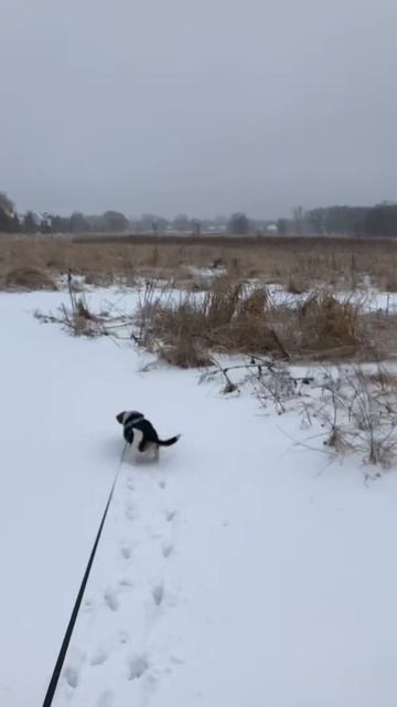 Buddy the Beagle spots the coyote смотреть онлайн