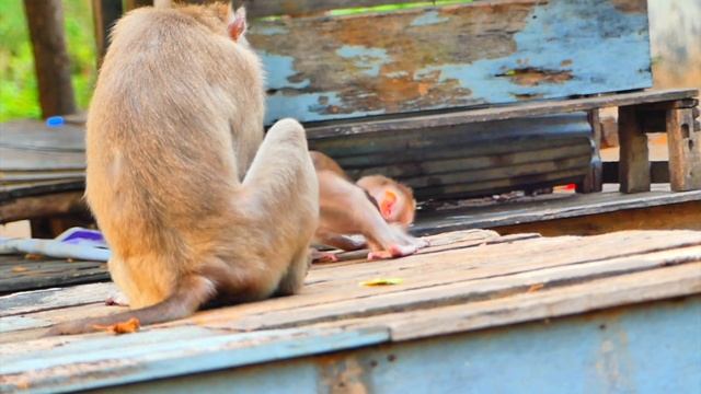 Not small funny...Baby monkey ROBERT tells monkey BECA please stop now and share some food.