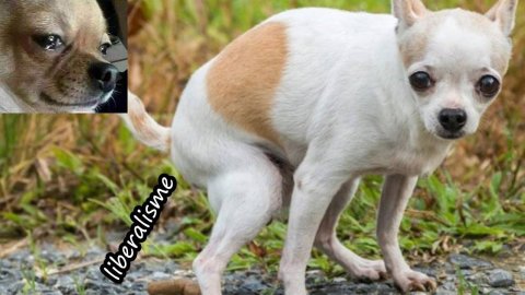 Почему либерализм Гэ