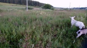 Трава, трава.