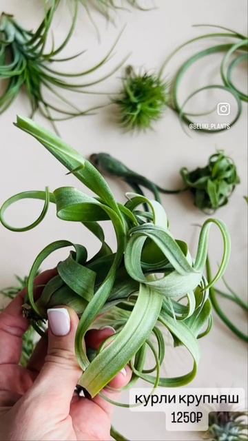 Волшебные #тилландсии смотреть онлайн