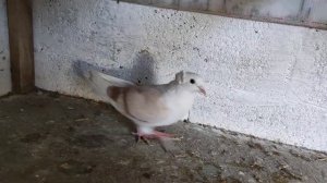 Новое приобретение, армянские Кудули. 07.03.2024.