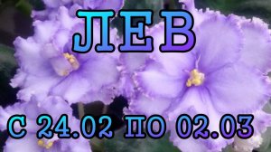 ЛЕВ таро прогноз на неделю с 24 ФЕВРАЛЯ по 2 МАРТА 2025 года.