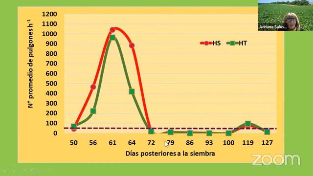 Charla virtual: SORGO GRANIFERO смотреть онлайн