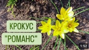 КРОКУС "РОМАНС". 22.03.2024г.