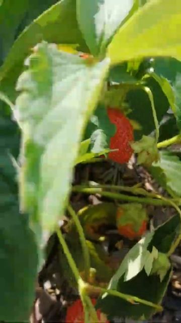 #клубника Байкальские. смотреть онлайн