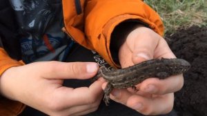 Спасаем ящерицу