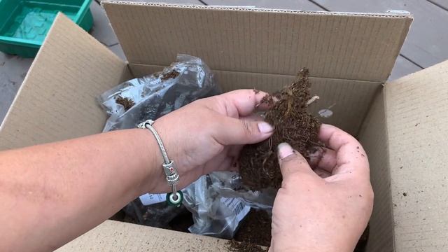 Unboxing and Planting Bare Root Perennials from Longfield Gardens! 🍃 Potting Up Shade Bare Roots! смотреть онлайн