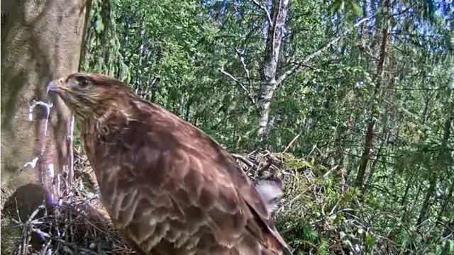 Гнездо 2016 05 25 13 56 смотреть онлайн