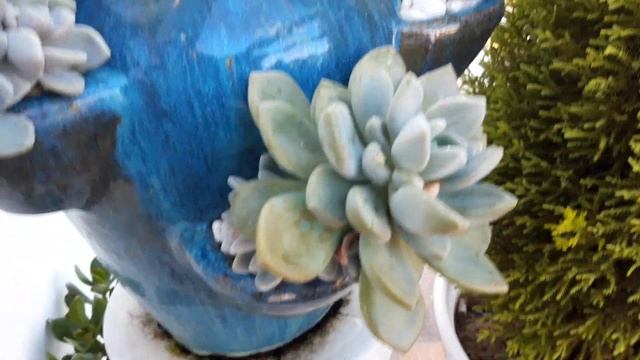 Sen đá người ta trồng. смотреть онлайн