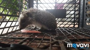 Бешеный ёжик