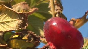 Остров Кунашир. шиповник спелый. Кунашир