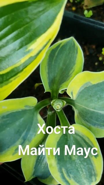 Купить  Хоста Майти Маус #купить Хосты #коллекцияхост #хостомания #цветыворонеж