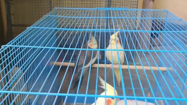 Expensive mutation budgies care tips | cockatiel bird  albino cockatiel | gallif Street Kolkata