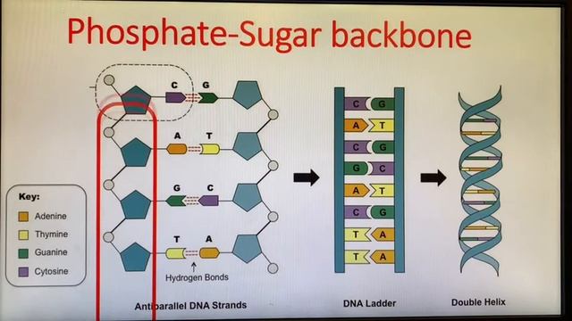 DNA & RNA Structure смотреть онлайн