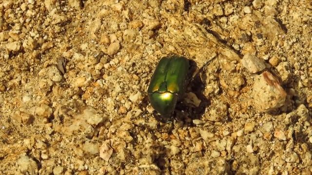 Protaetia cuprea obscura Syn Potosia cuprea obscura Greece by Theo смотреть онлайн
