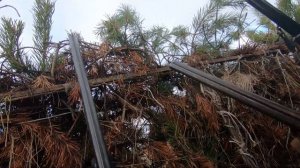 Охота на гуся 2024 Красноборск