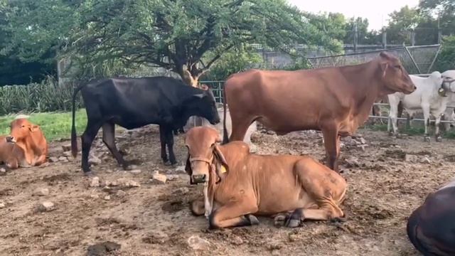 Ganado F1 en Venta - el salvador en el campo смотреть онлайн