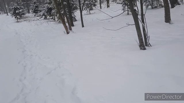 Зима и йорки смотреть онлайн