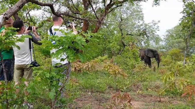 An elephant rushed at me in Mole National Park in Ghana смотреть онлайн