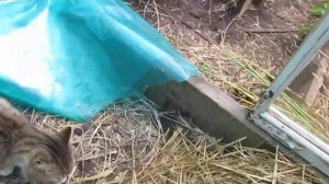 Боятся ли коты огурцов