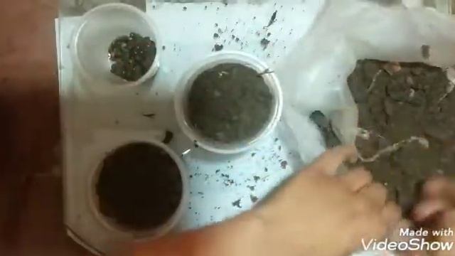 How to grow papaya from seeds смотреть онлайн