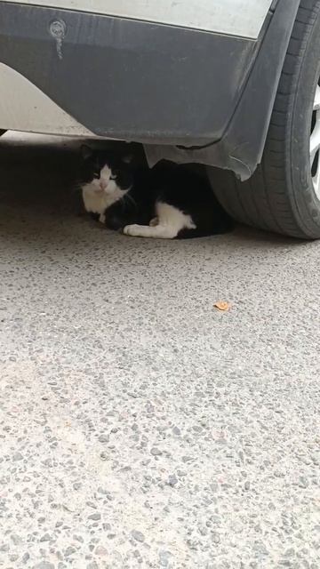 Коты на улицах нашего города. Мейн Кун? Неожиданно! #котики смотреть онлайн