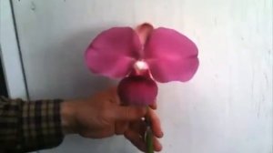 OrchidWeb - Phragmipedium kovachii in bloom