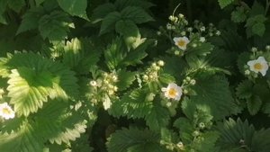 земляника цветёт.